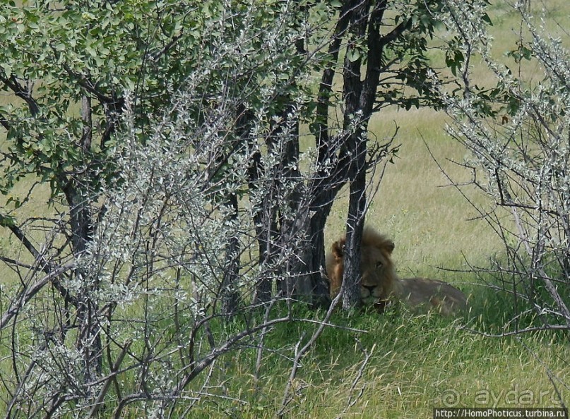 Большое белое место. Запад