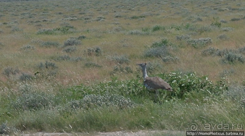 Большое белое место. Запад