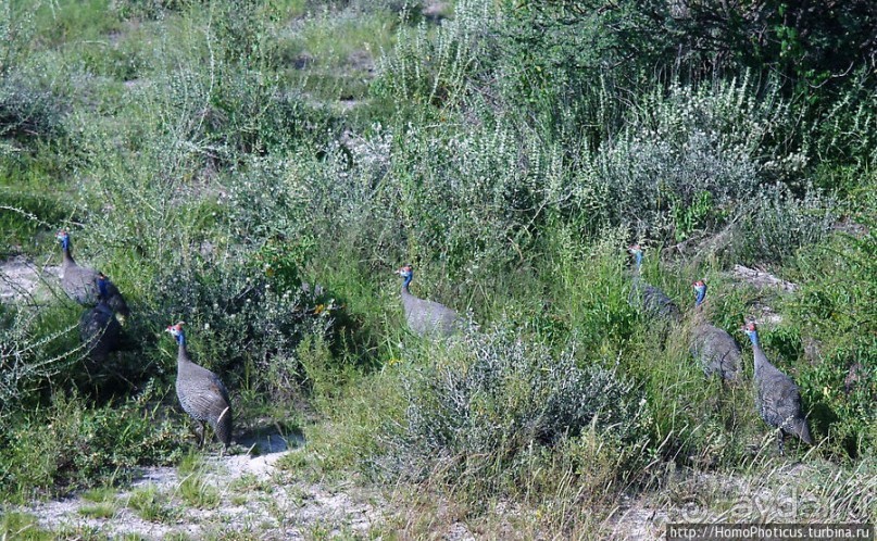 Большое белое место. Запад