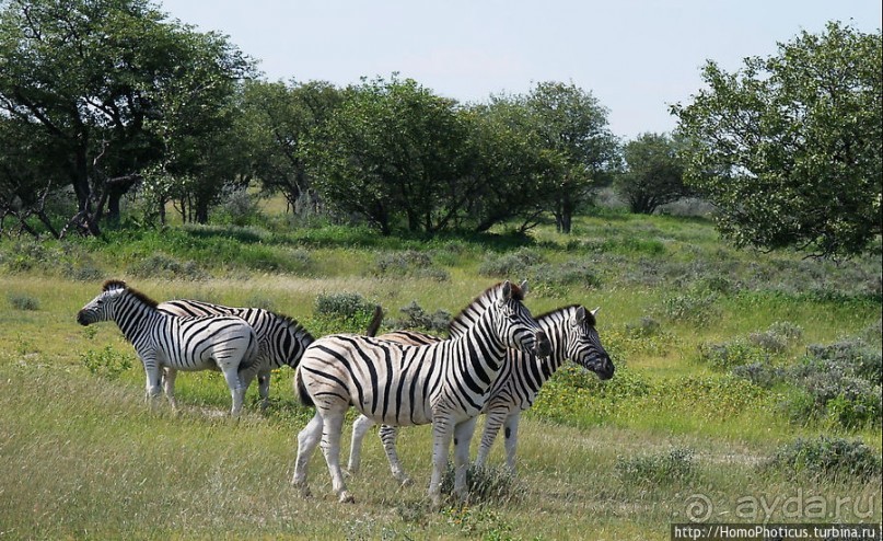 Большое белое место. Запад