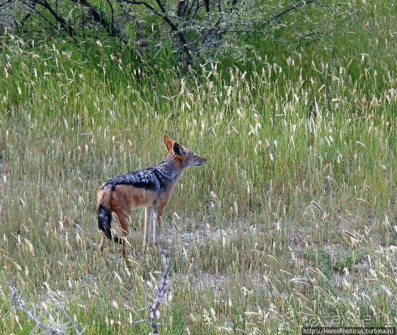 Большое белое место. Запад