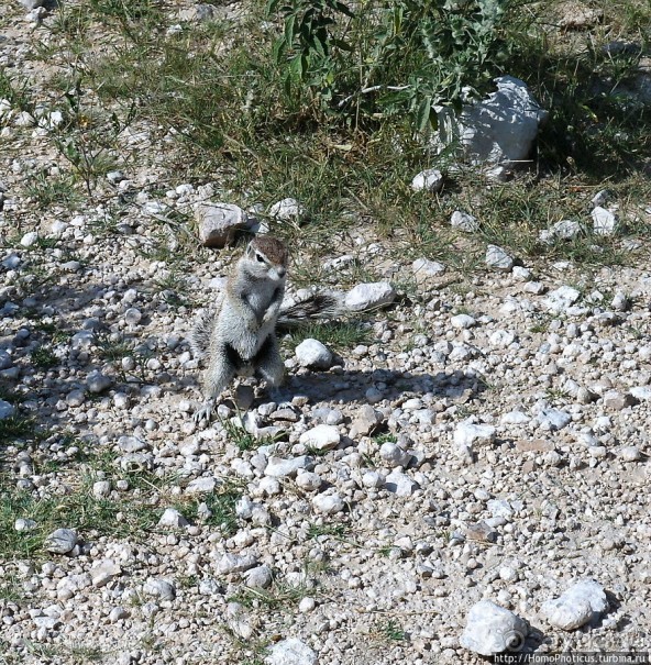 Большое белое место. Запад