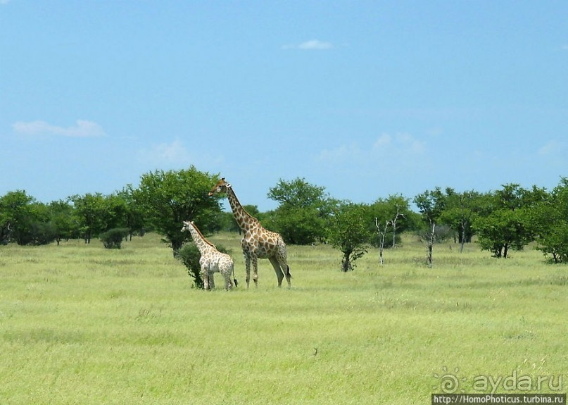 Большое белое место. Запад