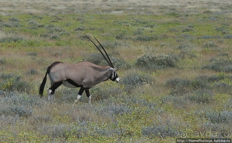 Большое белое место. Запад