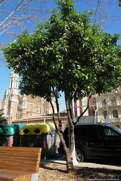 Экспресс-Барса