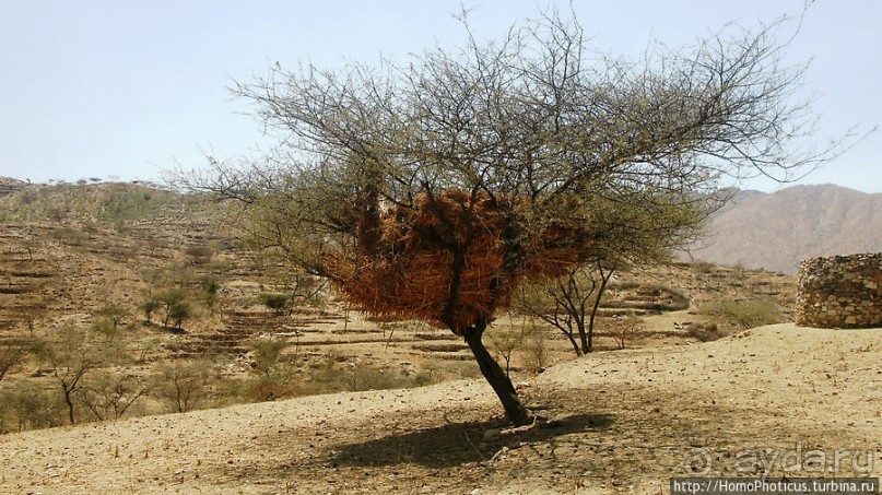 В земле тиграев и баобабов