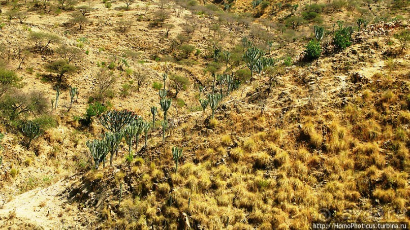 В земле тиграев и баобабов