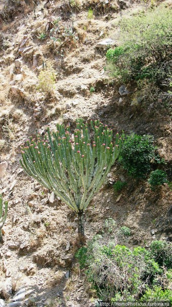 В земле тиграев и баобабов