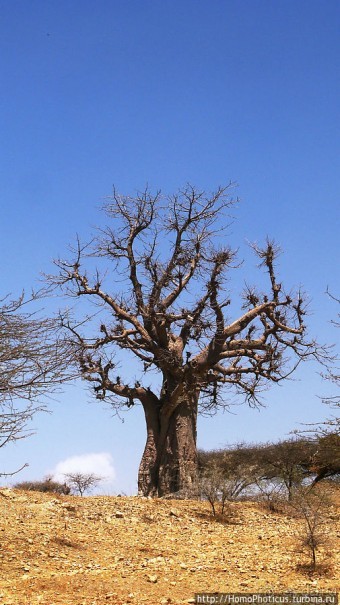 В земле тиграев и баобабов
