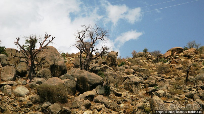 В земле тиграев и баобабов