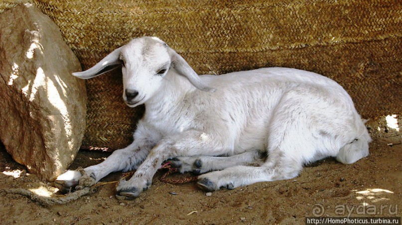 В земле тиграев и баобабов