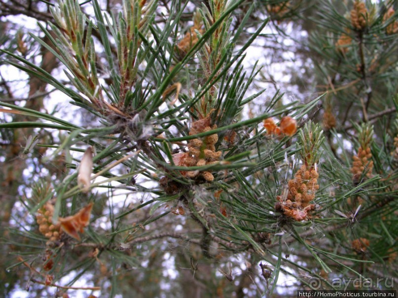 Деревянное зодчество Витославлиц
