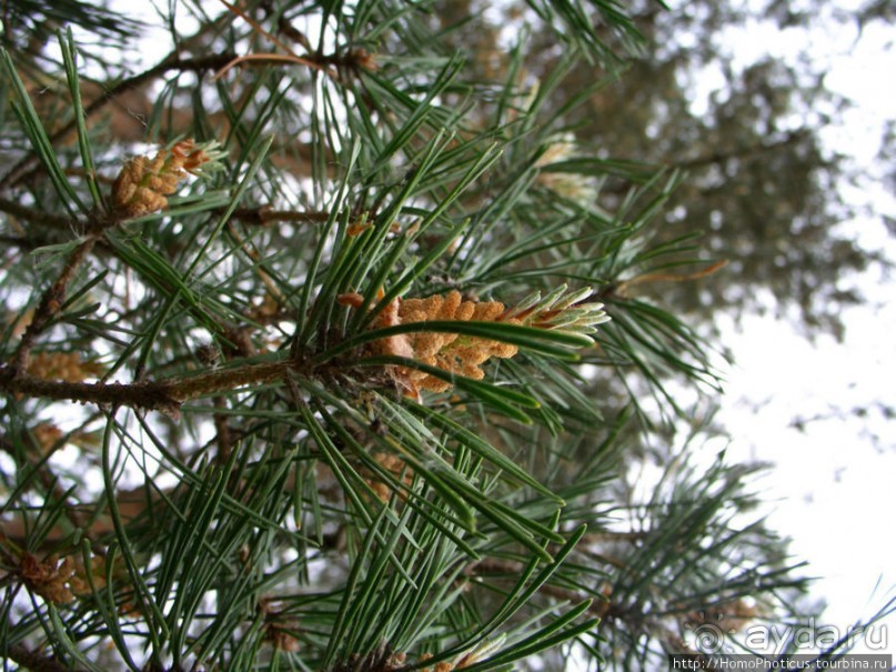 Деревянное зодчество Витославлиц