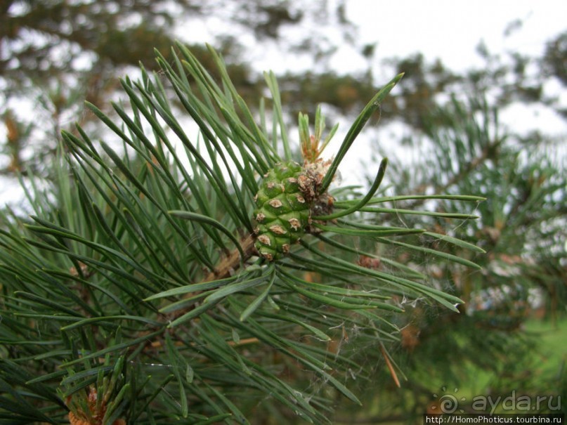 Деревянное зодчество Витославлиц