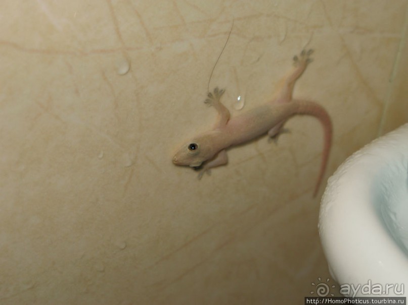 Город в ограде из сандала, или самая большая деревня в Азии