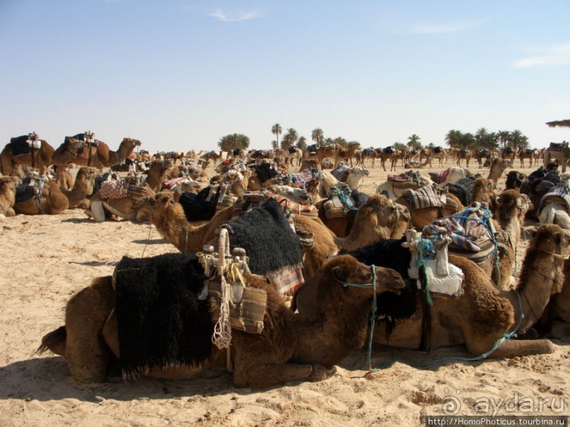 Преддверие Пустыни