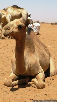 Дискотека по-судански, а также как продают верблюдов стадами