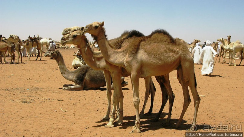 Дискотека по-судански, а также как продают верблюдов стадами