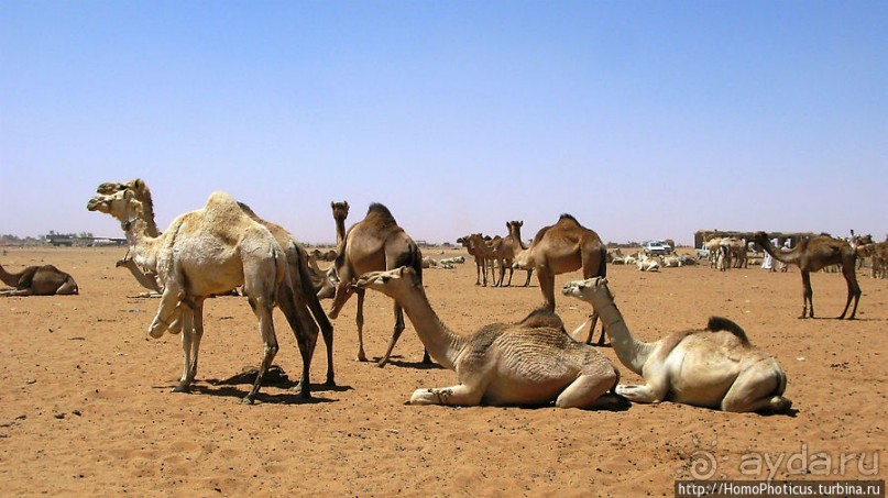 Дискотека по-судански, а также как продают верблюдов стадами