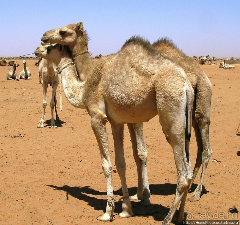 Дискотека по-судански, а также как продают верблюдов стадами