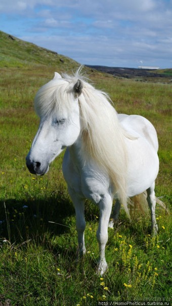 Мост между материками