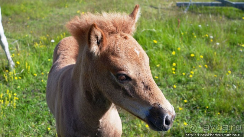 Мост между материками
