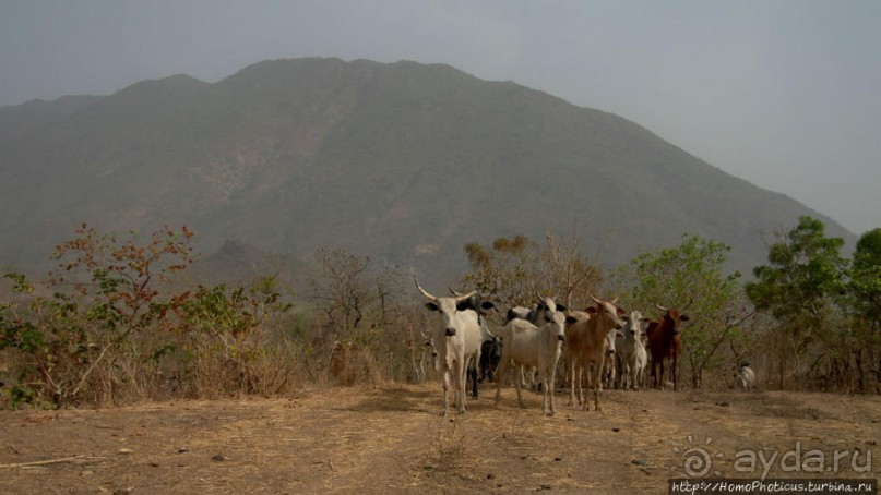 Поселение фульбе