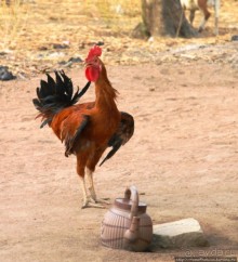 Поселение фульбе