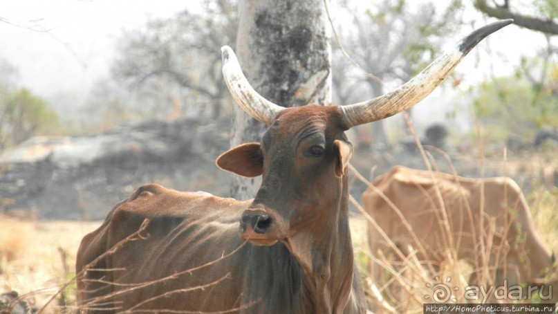 Поселение фульбе