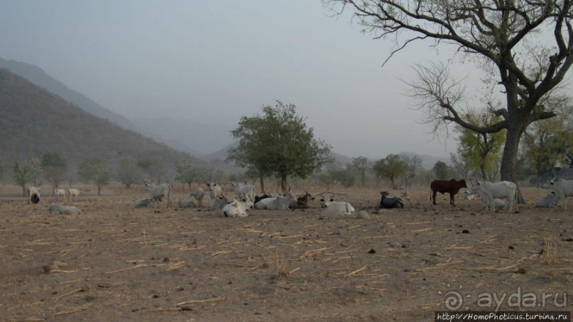 Поселение фульбе