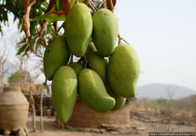 Поселение фульбе