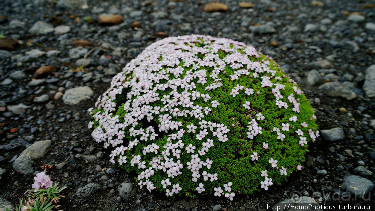 Альбом отзыва "Большая горячая ледяная земля. 3. В гости к голой Гее"