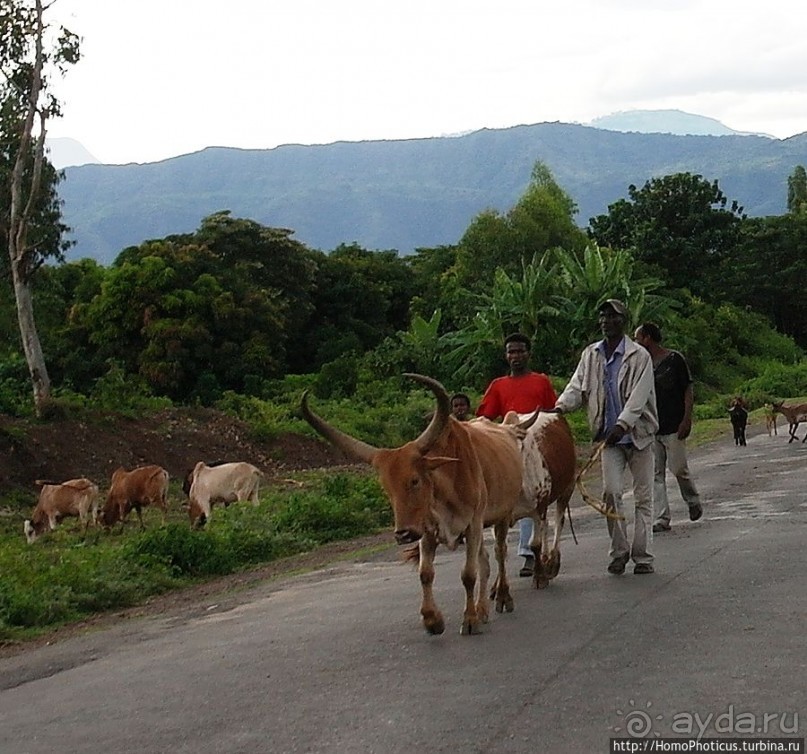 Абиссинские хроники. PS: конкурс африканской красоты