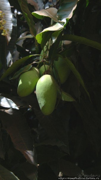 Ламидат Нгаундере