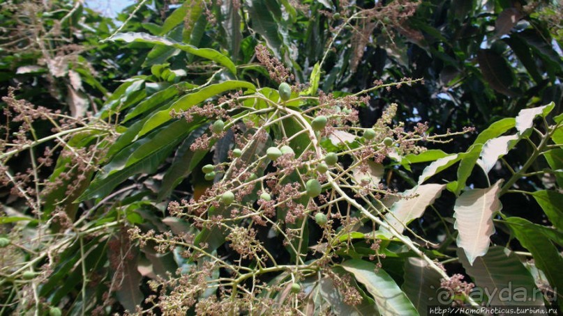 Ламидат Нгаундере