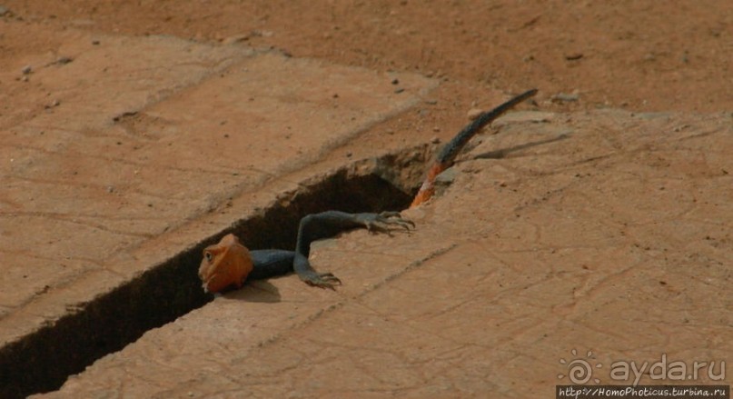 Ламидат Нгаундере