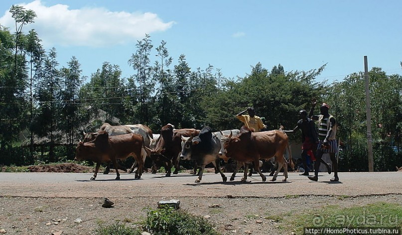 Этнография долины Омо: типажи хамеров