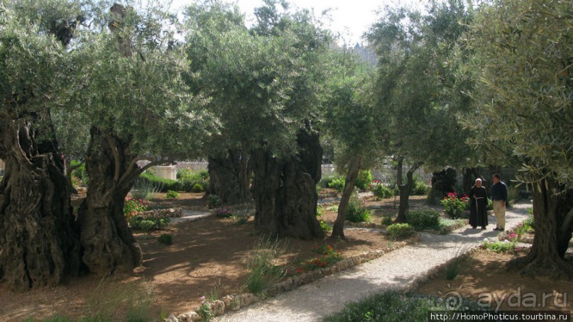 Православные святыни Масличной горы