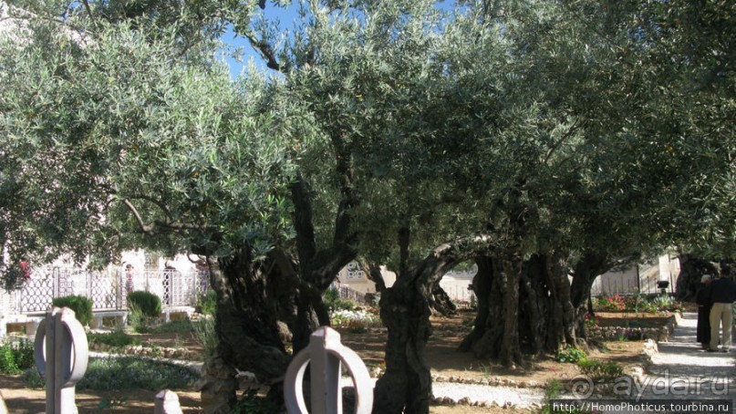 Православные святыни Масличной горы