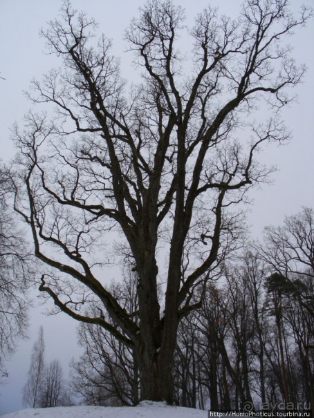 Зимние Пушкинские горы