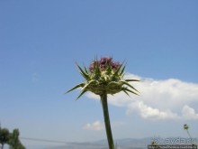 Альбом отзыва "Обломки священного города"