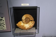 Альбом отзыва "Апартеид и Африка"