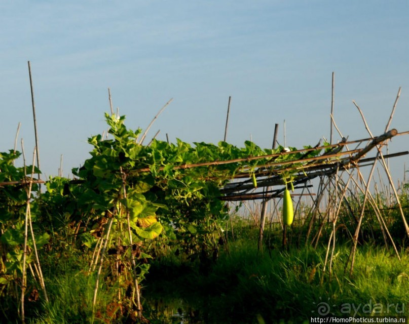 Жизнь на воде