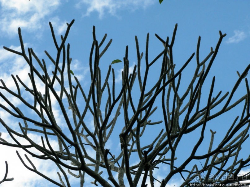 Альбом отзыва "400 ступеней на Гору Чудес"