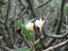 Альбом отзыва "400 ступеней на Гору Чудес"