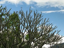 Альбом отзыва "400 ступеней на Гору Чудес"