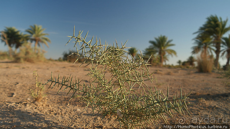 Месопотамские зарисовки. Ч.2 Вавилон, священные города