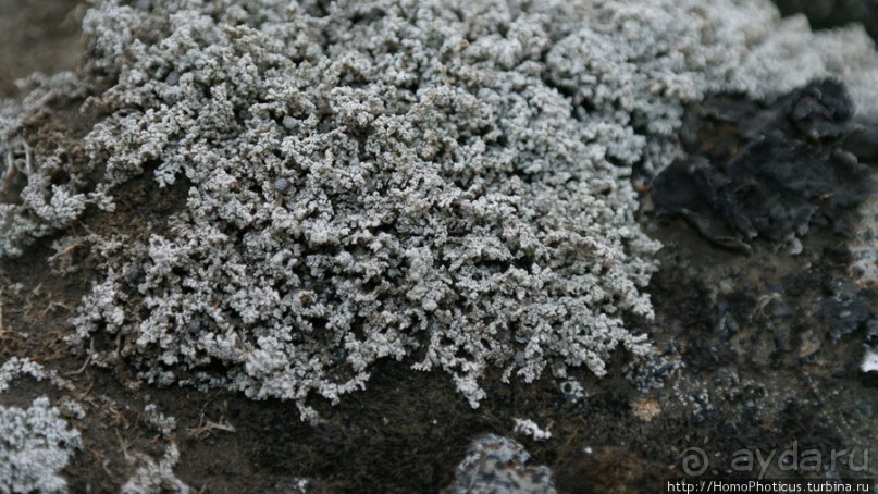 Пироги да слойки