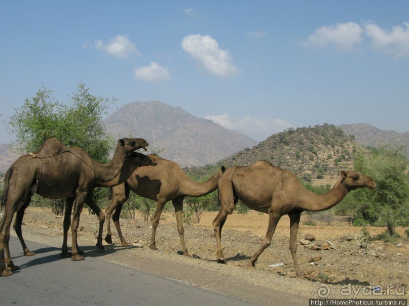 Террасное градостроительство