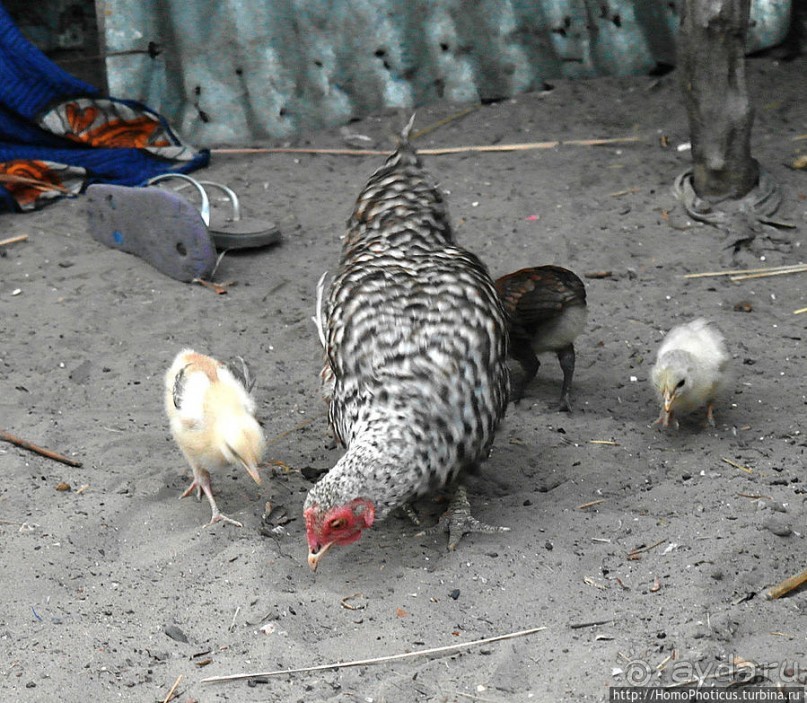 В гостях у королевы Сипо